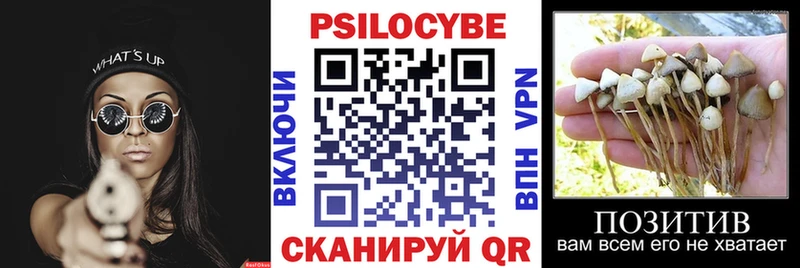 Галлюциногенные грибы Psilocybe  blacksprut онион  Наволоки  где купить наркоту 